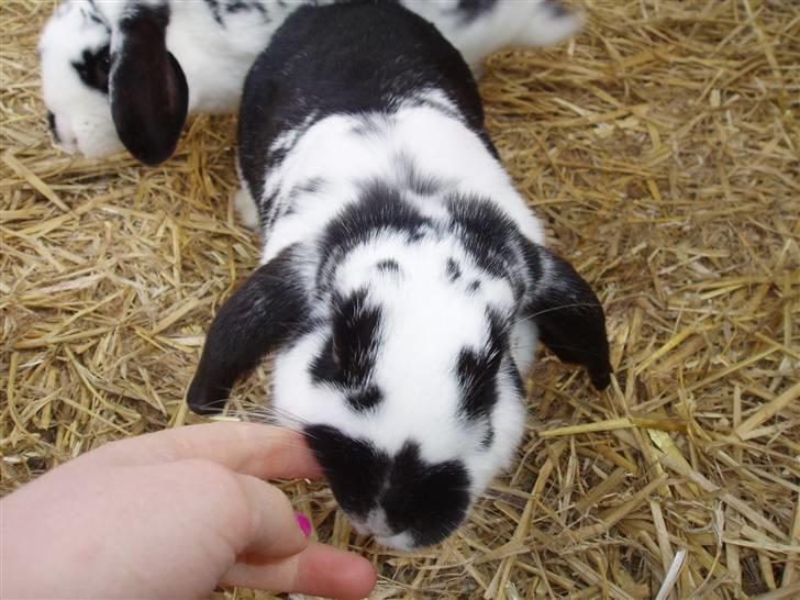 Kanin DV. Nala Cubala - Tænk jeg skulle opleve dú slikkede min finger.. din lille hidsigprop xD I LOVE YOU billede 18