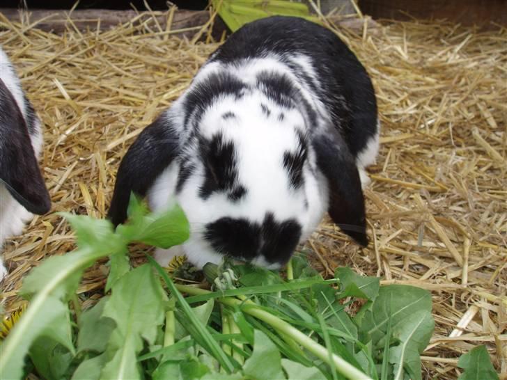 Kanin DV. Nala Cubala - MMMM.... Mere... Mere....Mere... Mere.... Mere... Mere....Mere... Mere billede 19