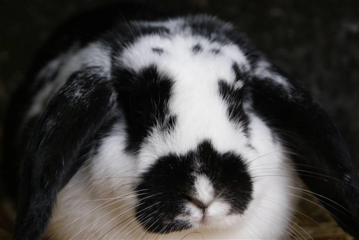 Kanin DV. Nala Cubala - HeHe.. Læg gerne en kommentar billede 20