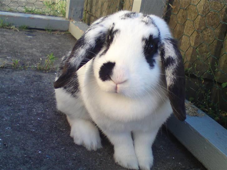 Kanin |DV| Aras´ Kasmira - Smukke Plet-Tud billede 21