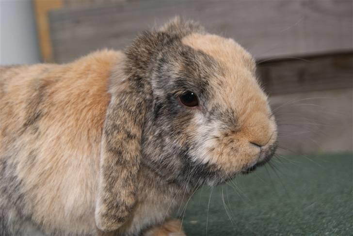 Kanin (DV) Kong Richard I  |Møffe| - Smukke bassen... MODELBILLED ___ Foto: Sara A (MIG) billede 22