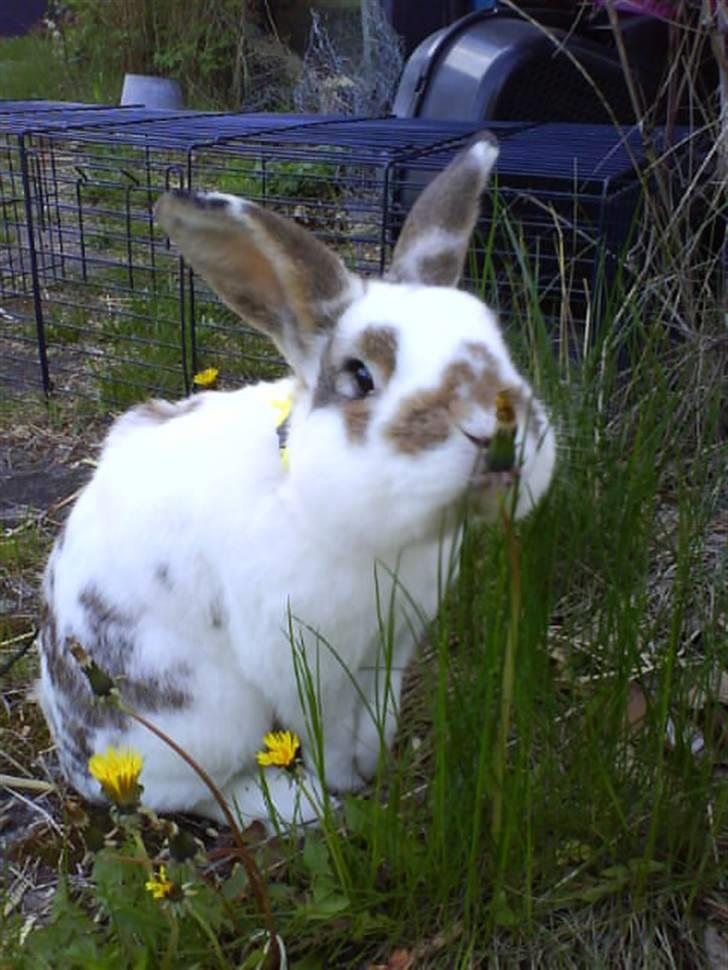 Kanin Holmens Plys Plys <3 R.I.P <3  - Nr. 17 <3 billede 16