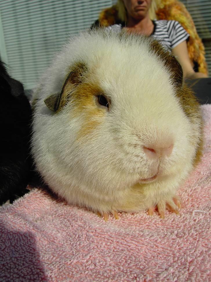 Marsvin Pumba billede 1