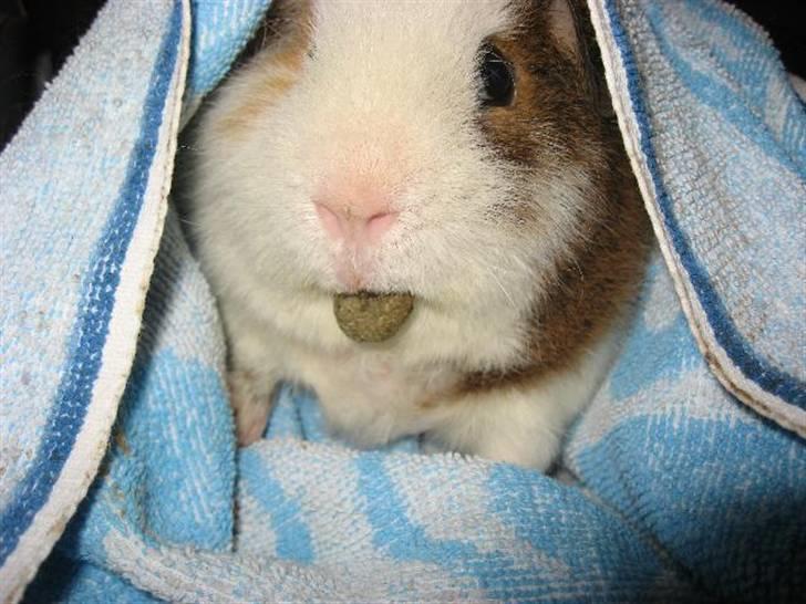 Marsvin Pumba billede 2