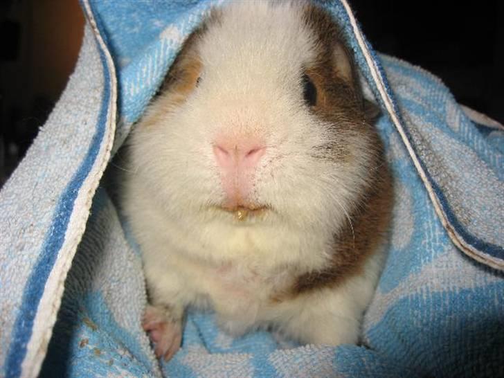 Marsvin Pumba billede 3