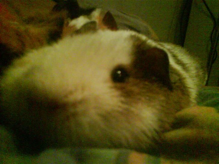 Marsvin Pumba billede 4