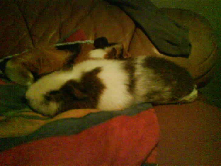 Marsvin Pumba billede 5