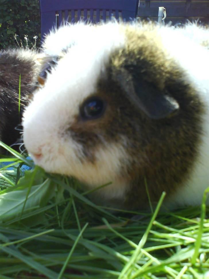 Marsvin Pumba billede 6