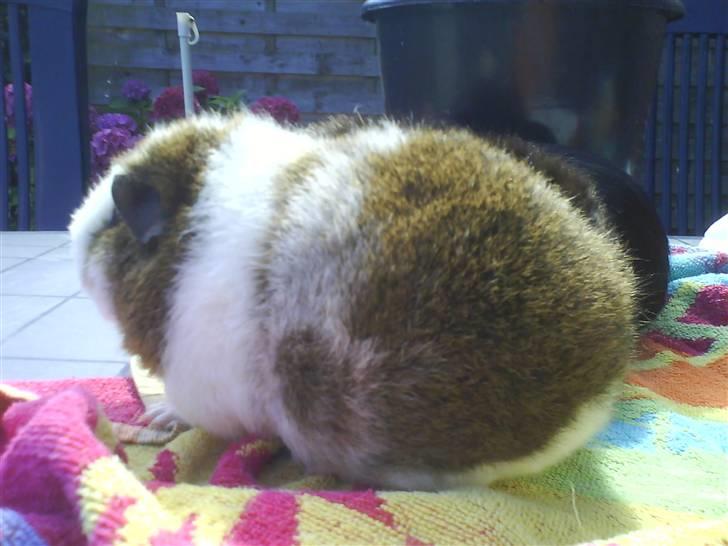 Marsvin Pumba - Lige været i bad.. så han er rigtig nullert op :P billede 7