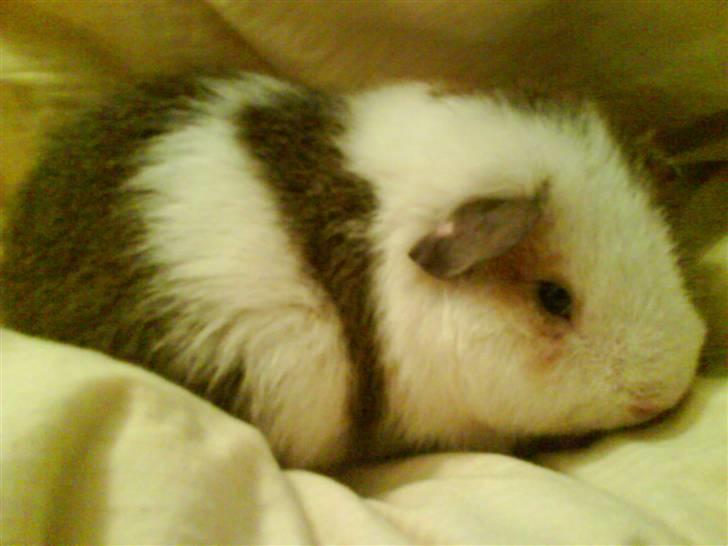 Marsvin Pumba billede 8