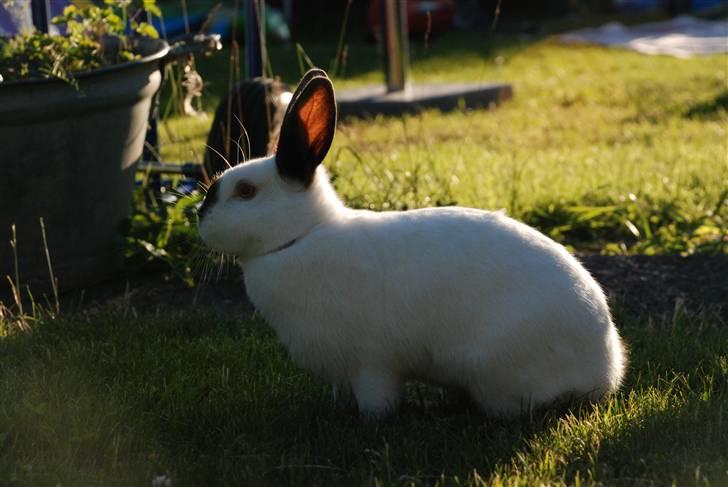 Kanin RødBag's Fie - Fie i aften solen :´) billede 5