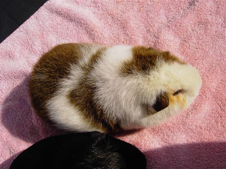 Marsvin Pumba billede 9