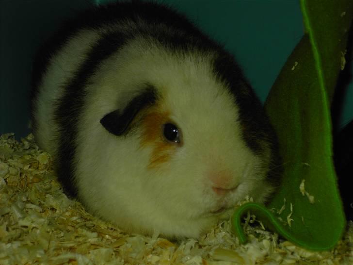 Marsvin Pumba billede 10