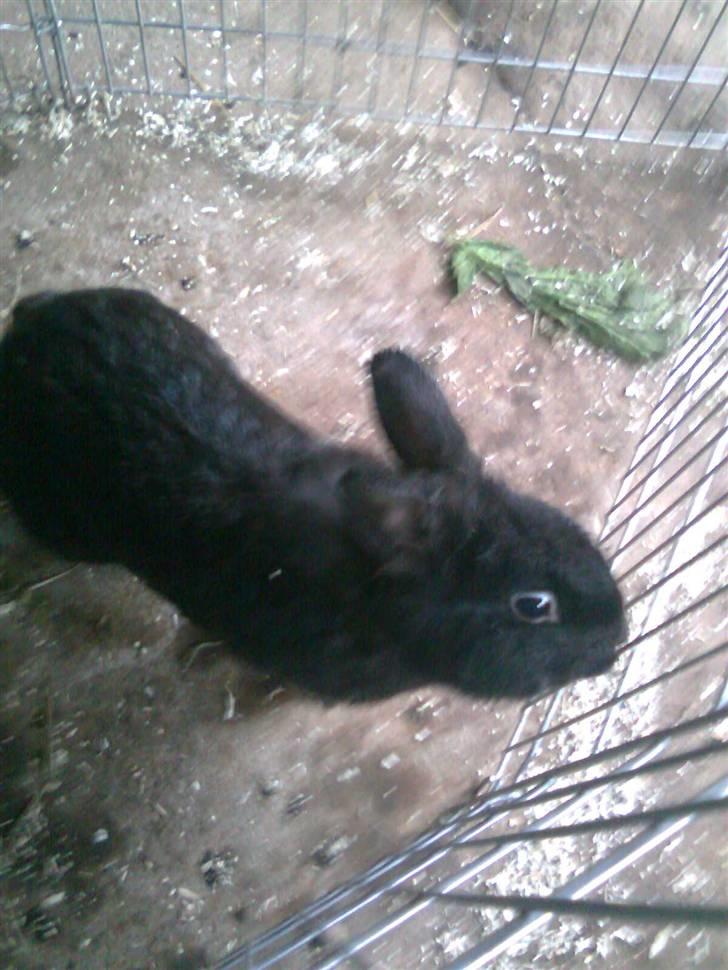 Kanin Black billede 10