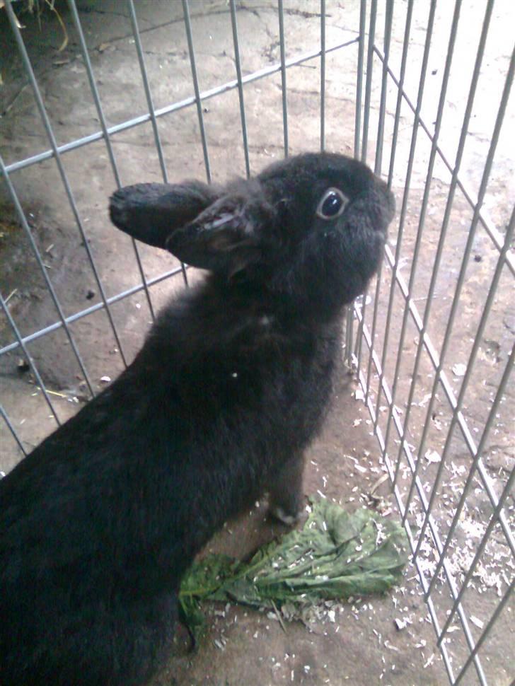 Kanin Black billede 11