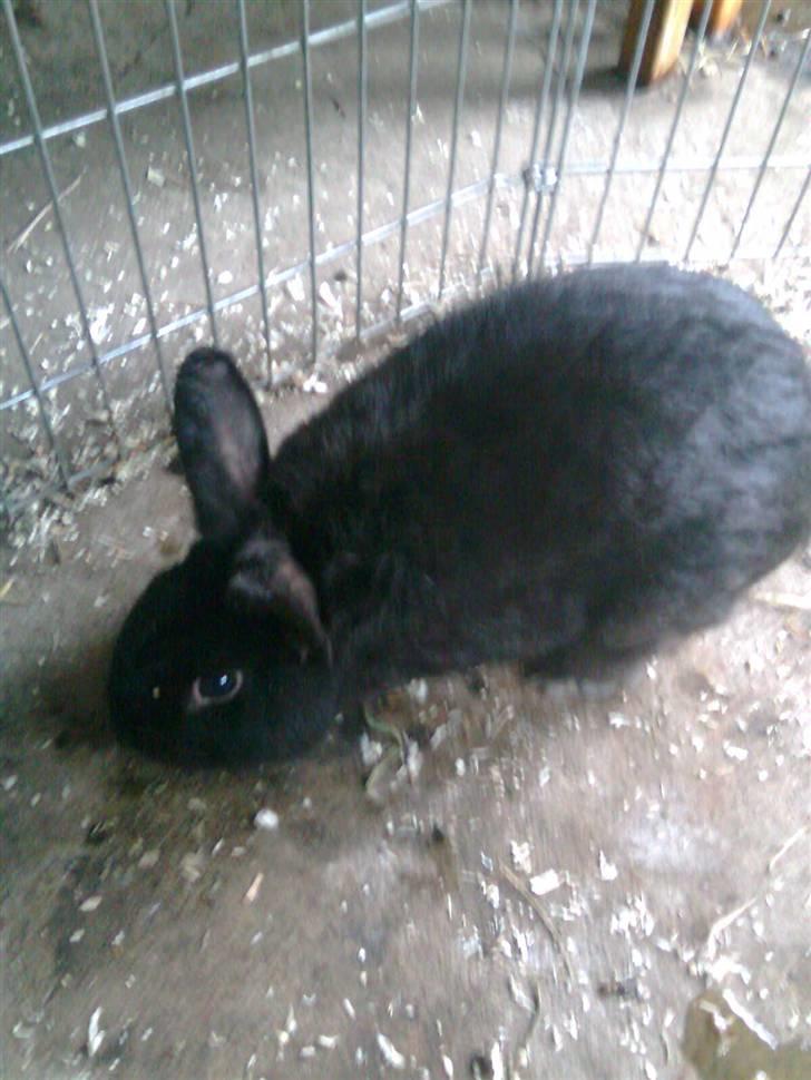 Kanin Black billede 12