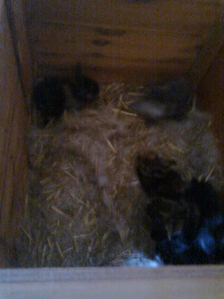 Kanin Stampe billede 9