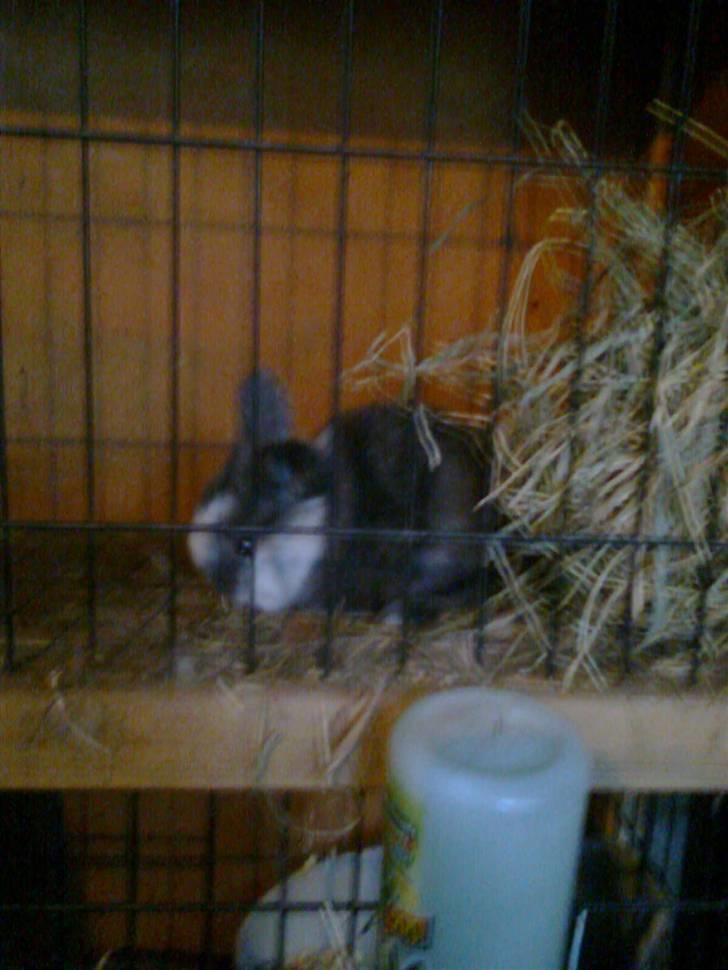 Kanin Stampe billede 10