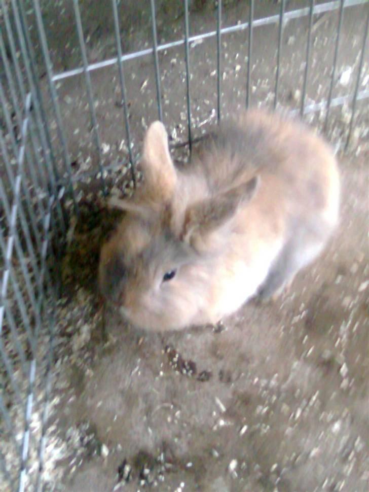 Kanin Pjuske billede 1