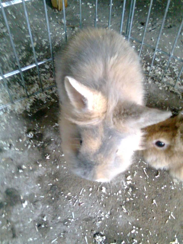 Kanin Pjuske billede 2