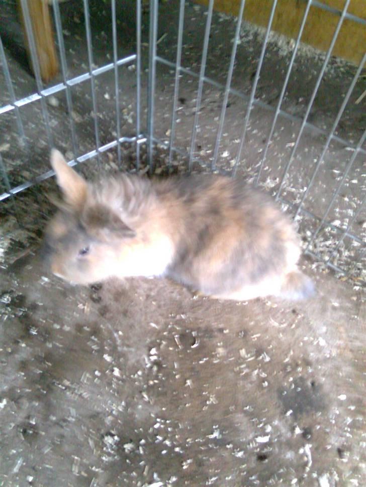 Kanin Pjuske billede 3