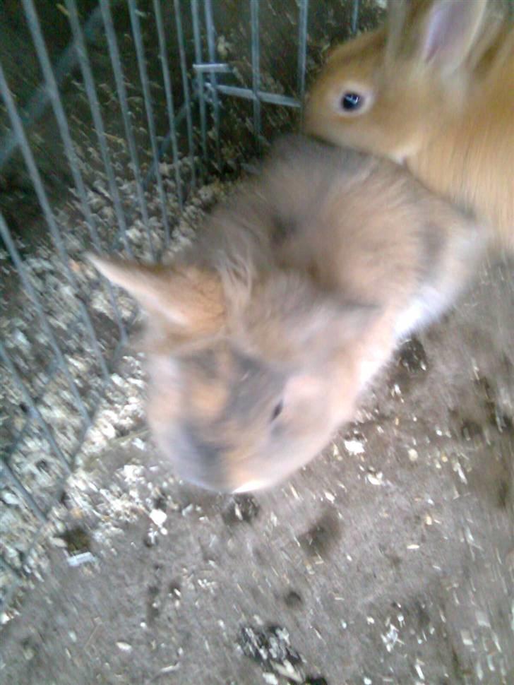Kanin Pjuske billede 4