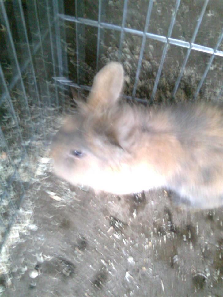 Kanin Pjuske billede 5