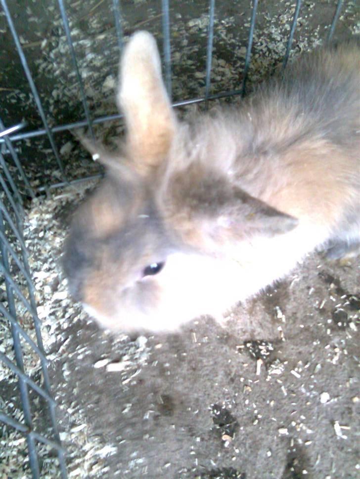 Kanin Pjuske billede 6