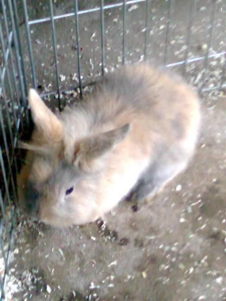 Kanin Pjuske billede 7