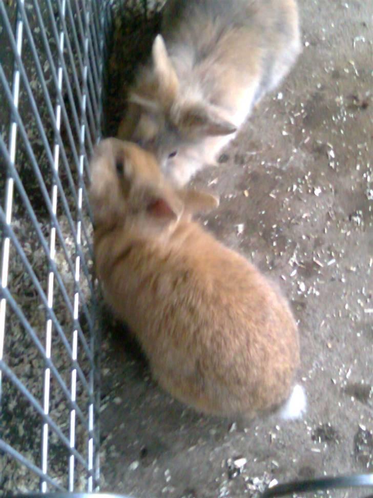 Kanin Pjuske billede 8