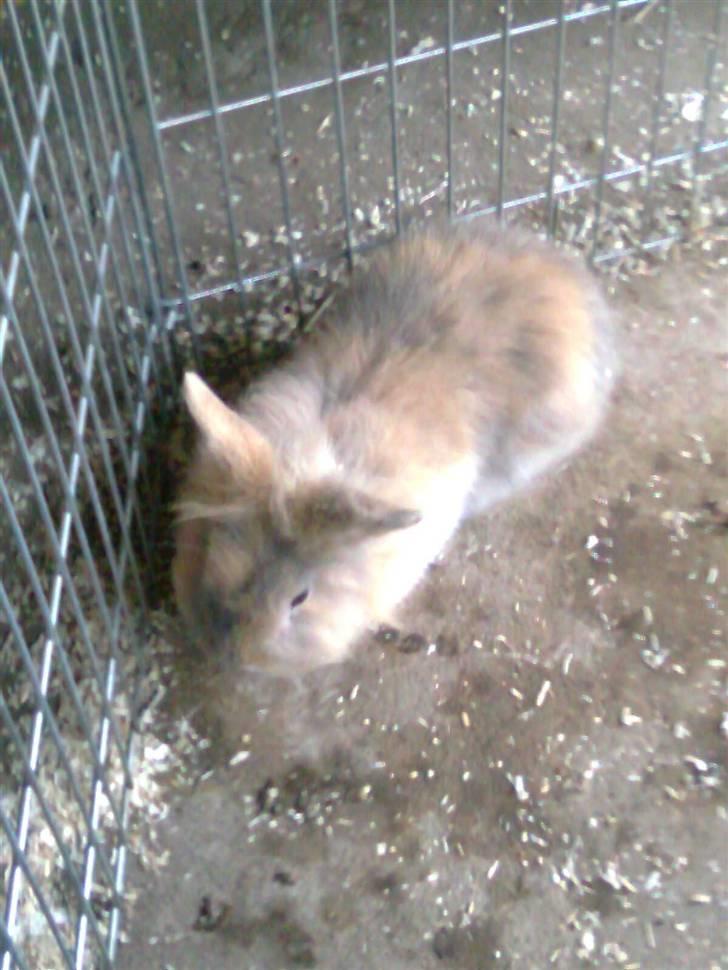 Kanin Pjuske billede 9