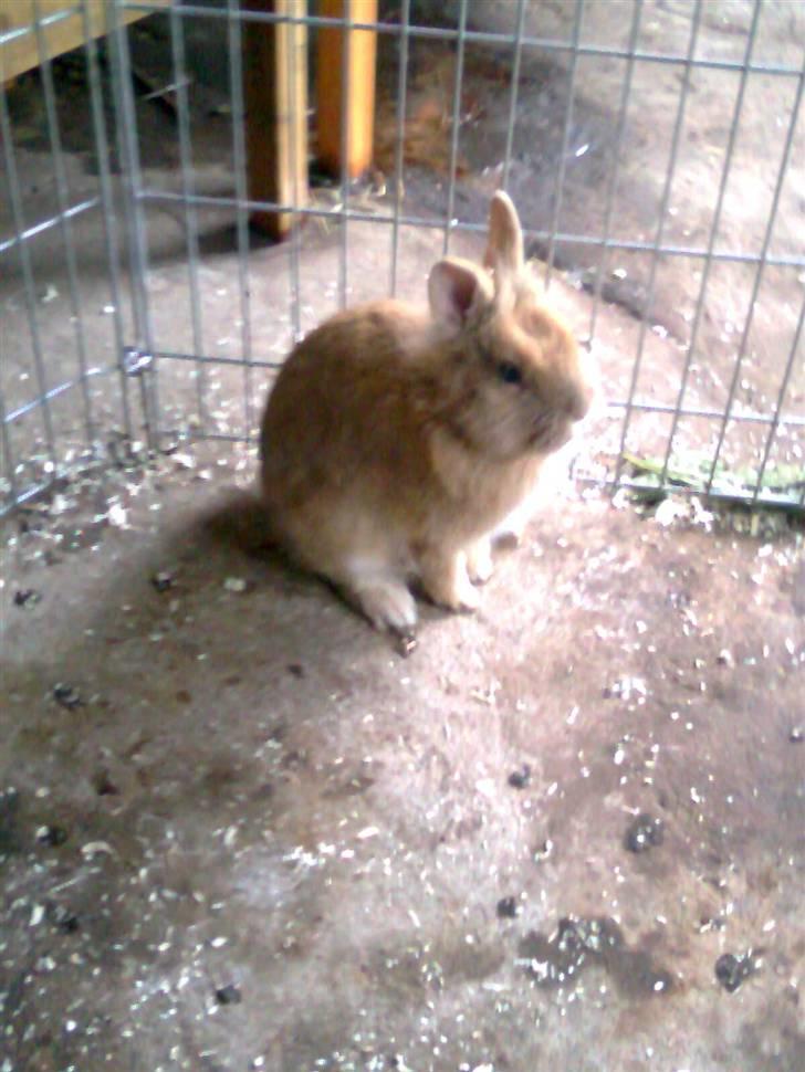 Kanin Lion billede 1