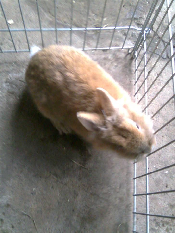 Kanin Lion billede 2