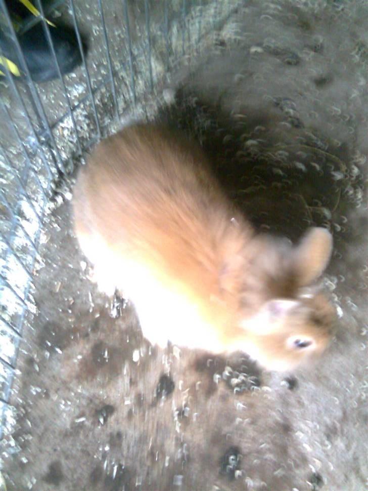 Kanin Lion billede 3