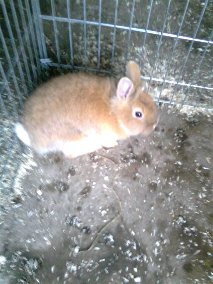 Kanin Lion billede 4