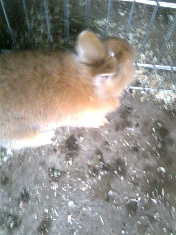 Kanin Lion billede 5