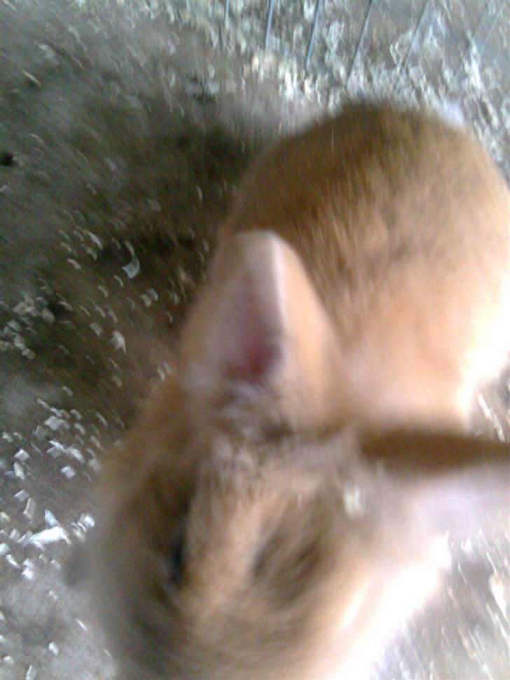 Kanin Lion billede 6