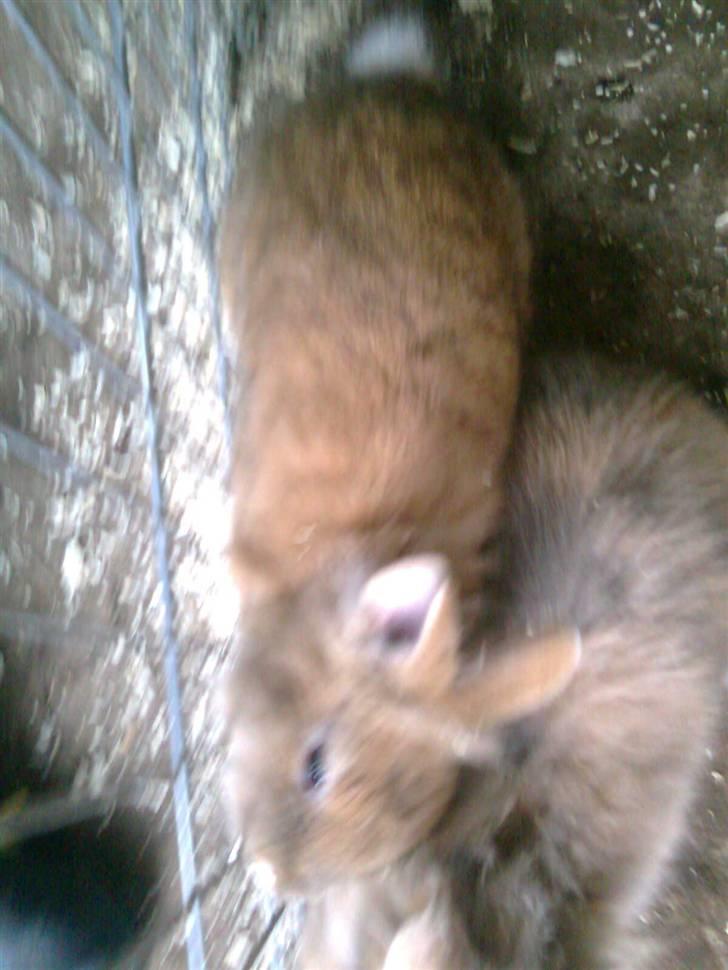 Kanin Lion billede 7