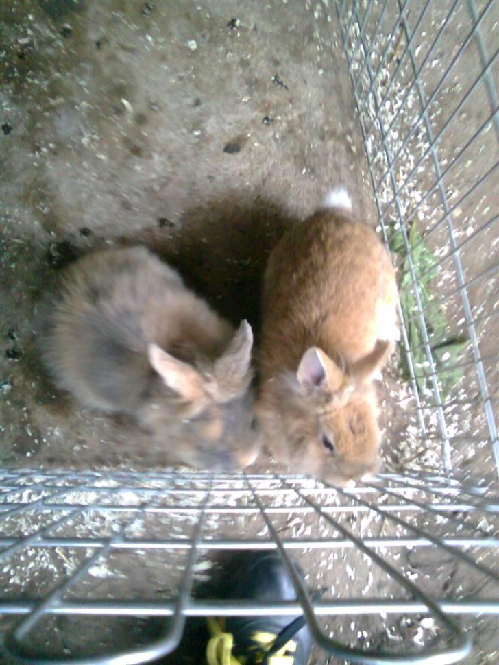 Kanin Lion billede 8