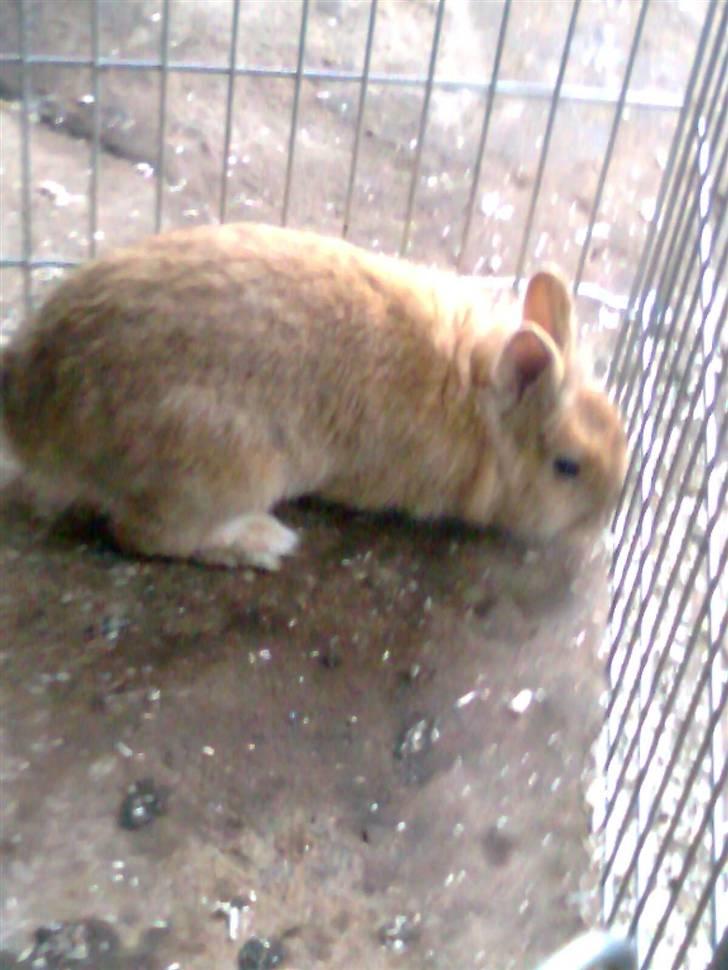 Kanin Lion billede 9