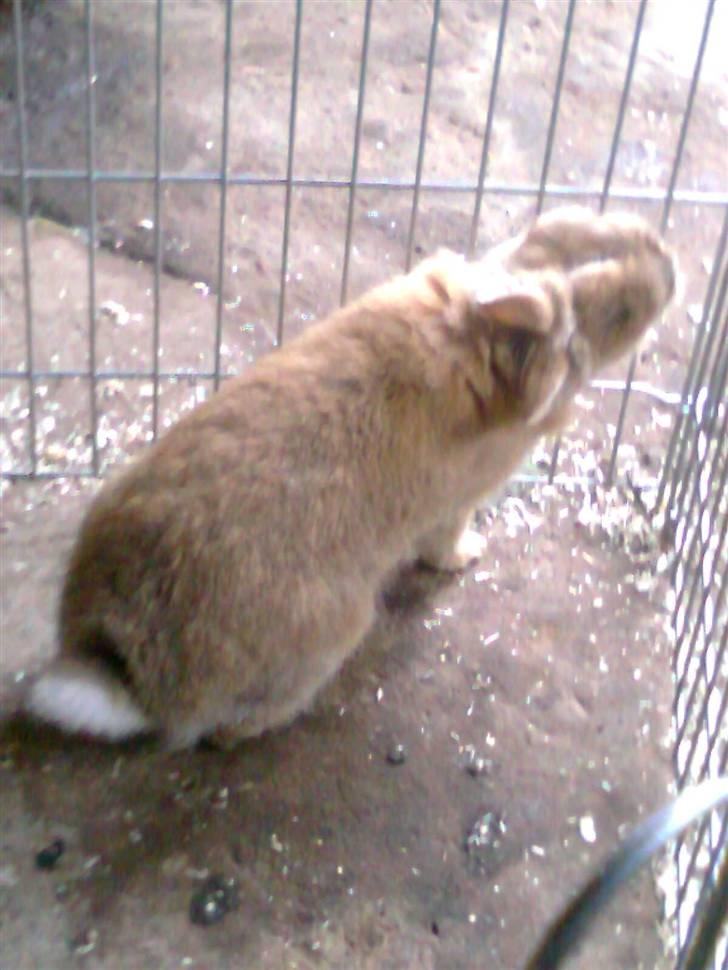 Kanin Lion billede 10