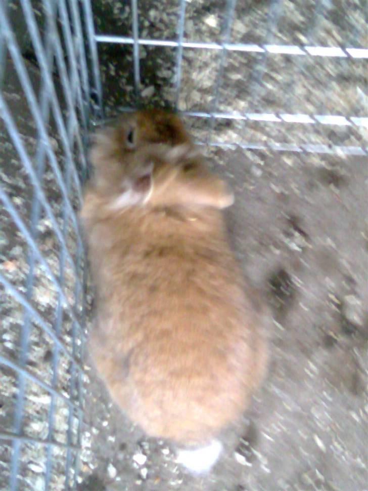 Kanin Lion billede 11