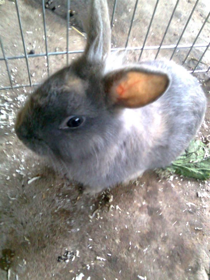 Kanin Flamme billede 1