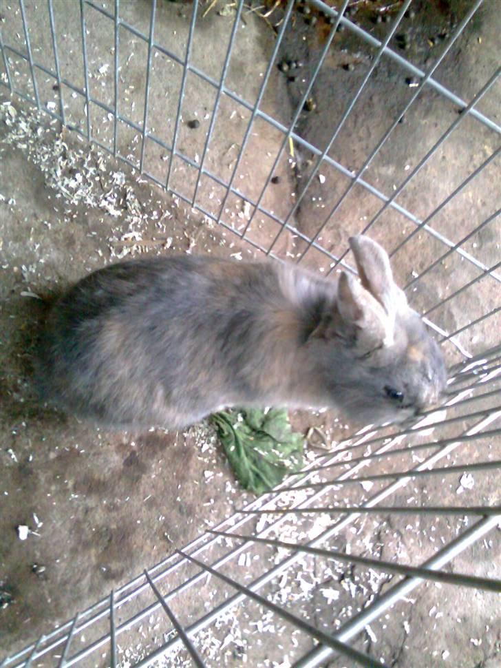 Kanin Flamme billede 2