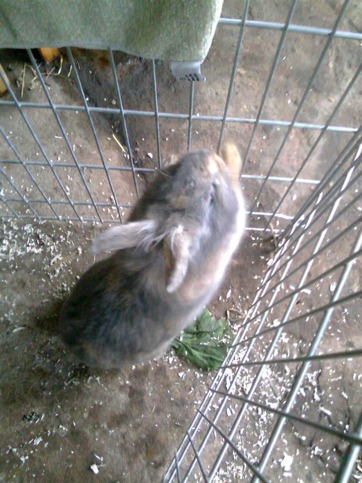 Kanin Flamme billede 3