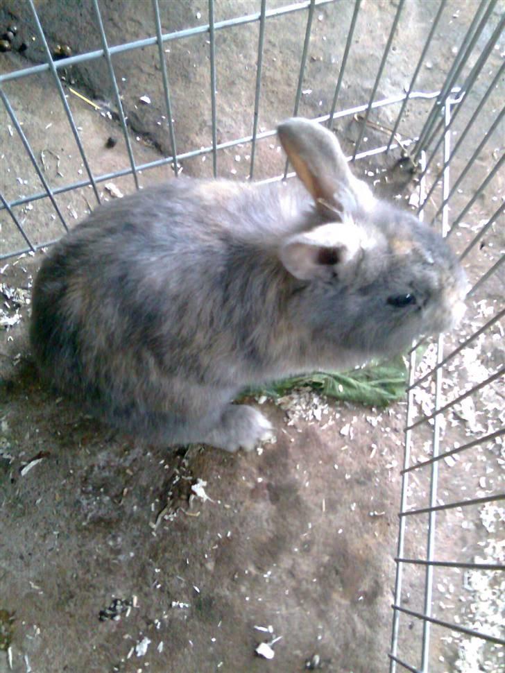 Kanin Flamme billede 4