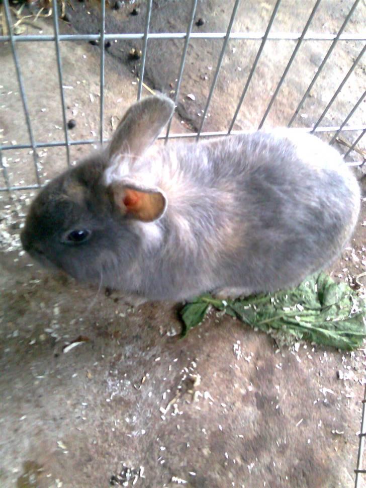 Kanin Flamme billede 5