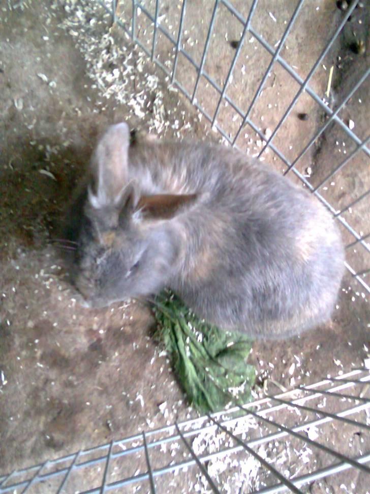 Kanin Flamme billede 6