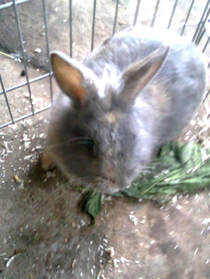 Kanin Flamme billede 7