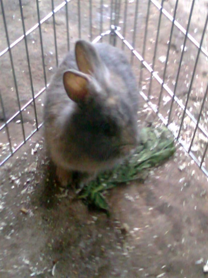 Kanin Flamme billede 8